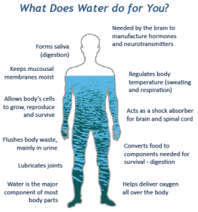 water n human body